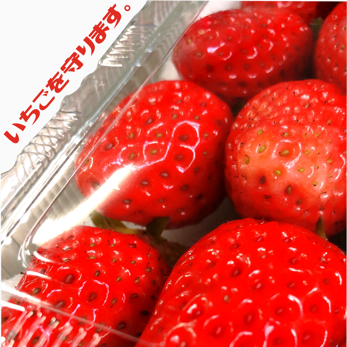 イチゴ用クッション・イチゴ用緩衝材・イチゴ用スポンジ・イチゴ用ウレタンシート